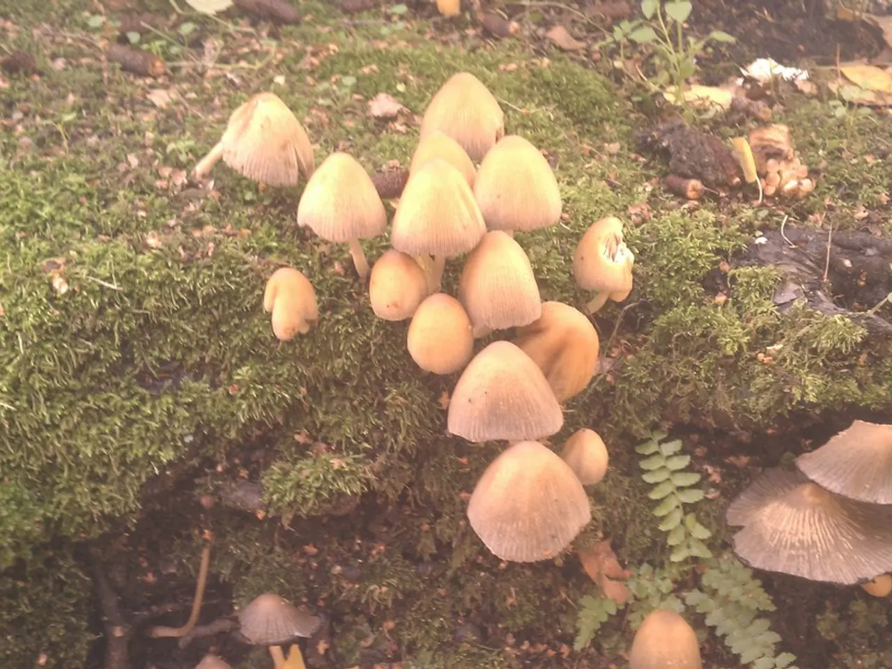 Location query: Mouse concealed amidst the fungi-filled woodland - where's that little rodent at?