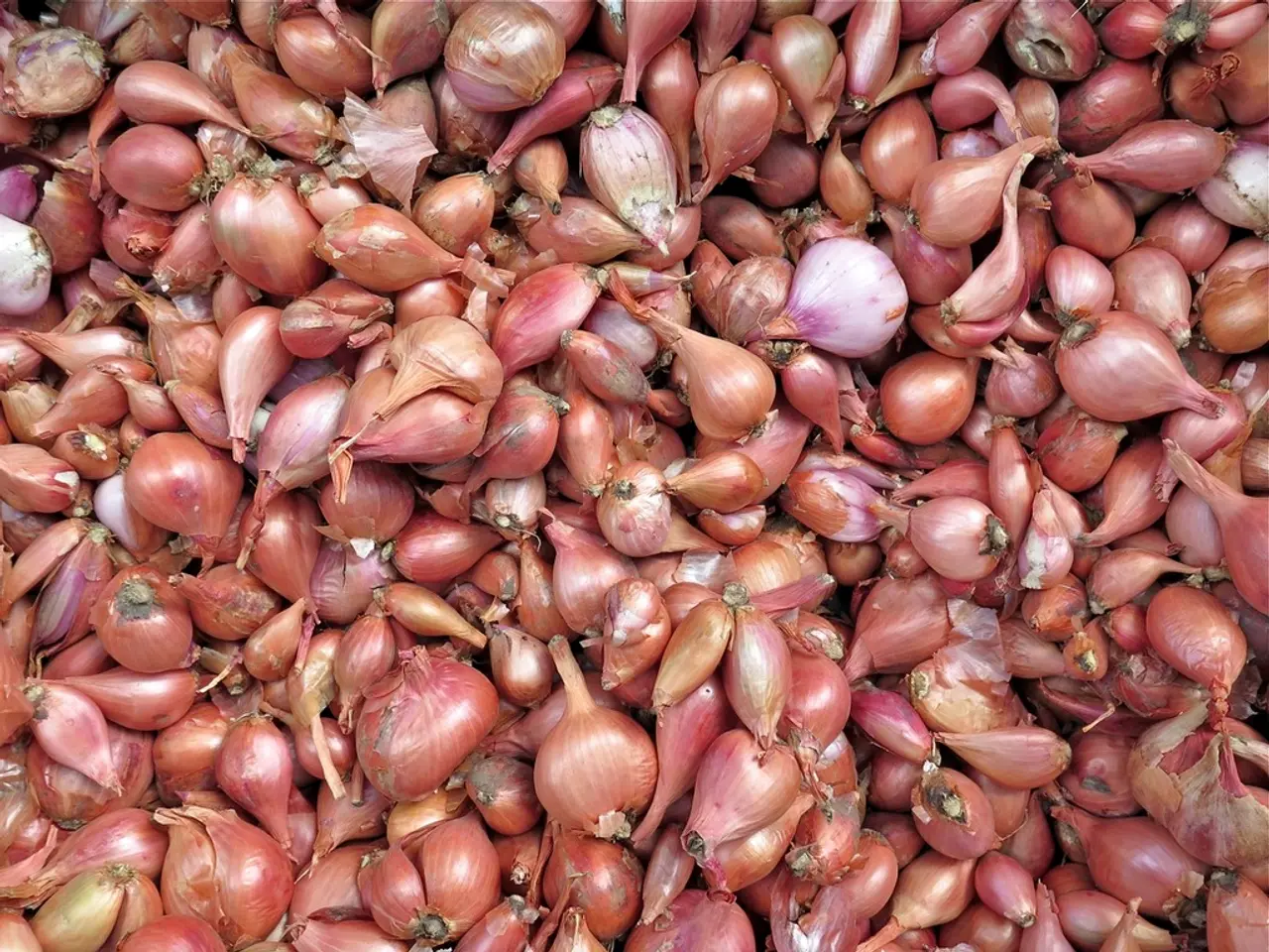 Ideal Planting Times for Onions in Central Florida: Suggestions and Tips for Optimal Growth