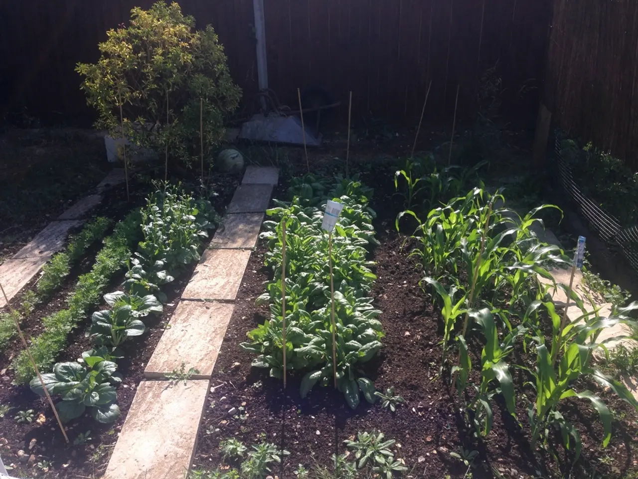 Essential Information on Seeds: These Key Points Aid in Improving Your Plant Growing Success