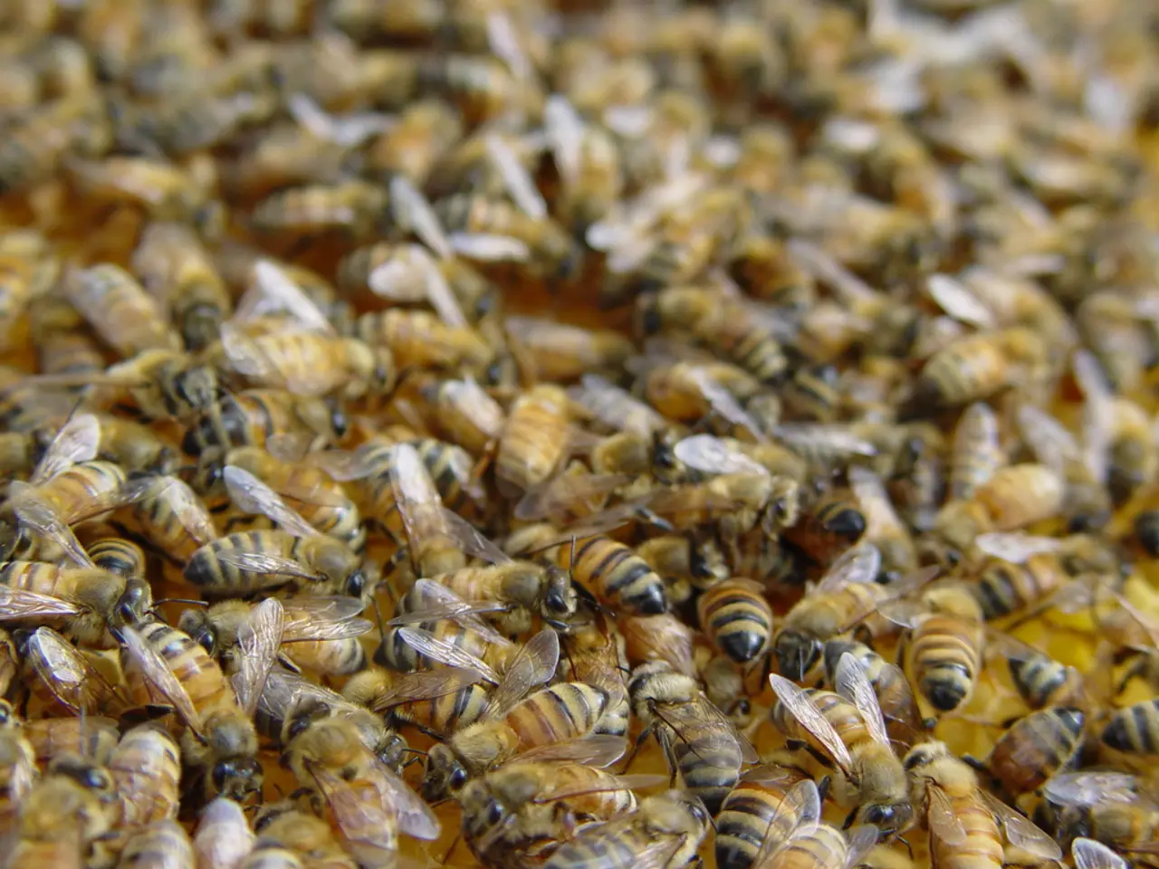 Hands-on workshop for exploring bees and their habitat