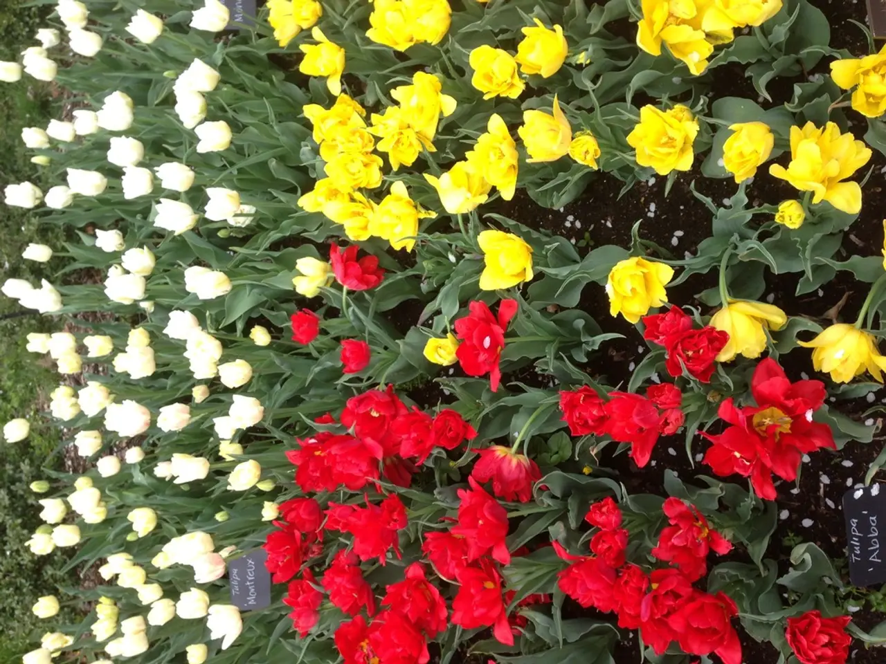 Bloom-worthy Orchids for Your Indoor Space, Showcasing 10 Stunning Species