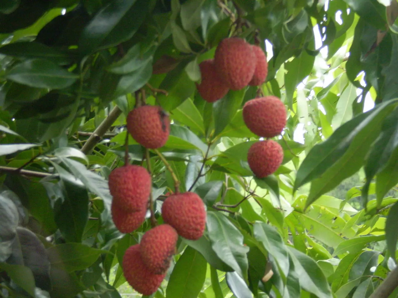 Late July to Early August Berrytime: Tips for Strategic Strawberry Sowing