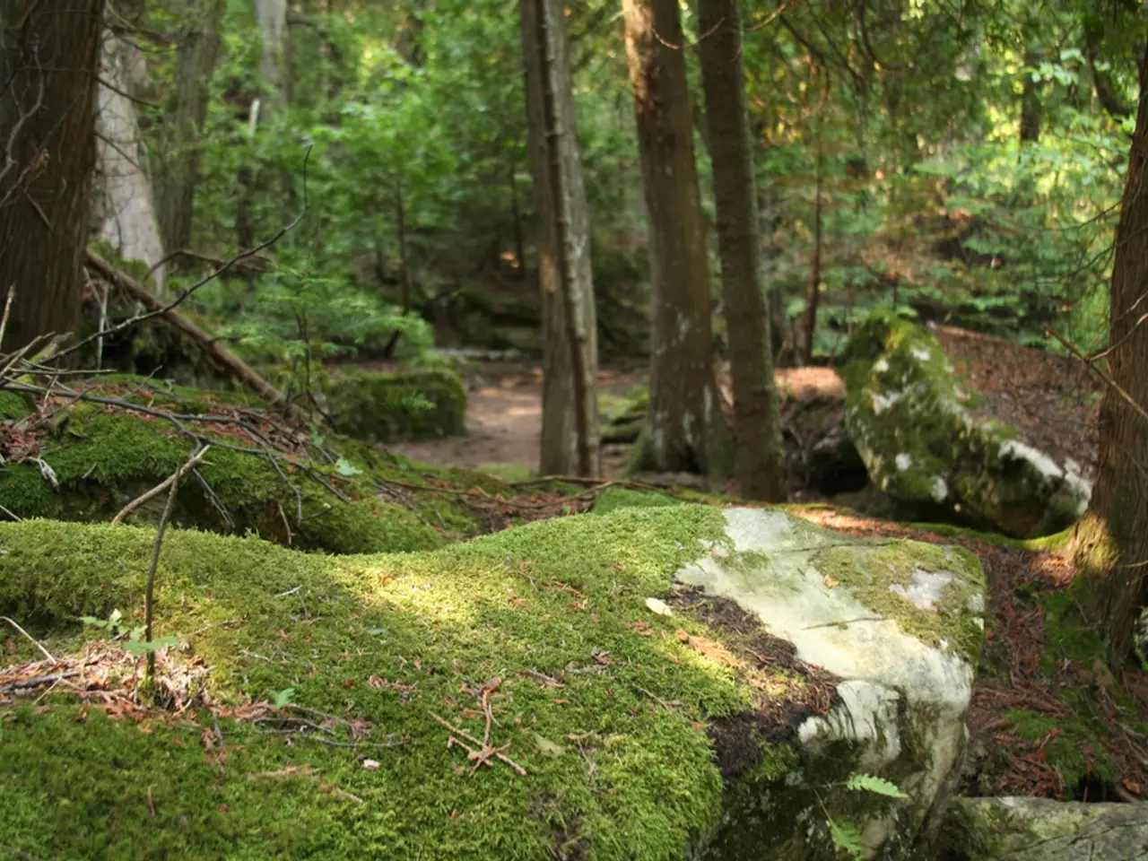 Simple Steps for Moss Conservation for Decorative and Wall Art Purposes [Easy Tutorial]