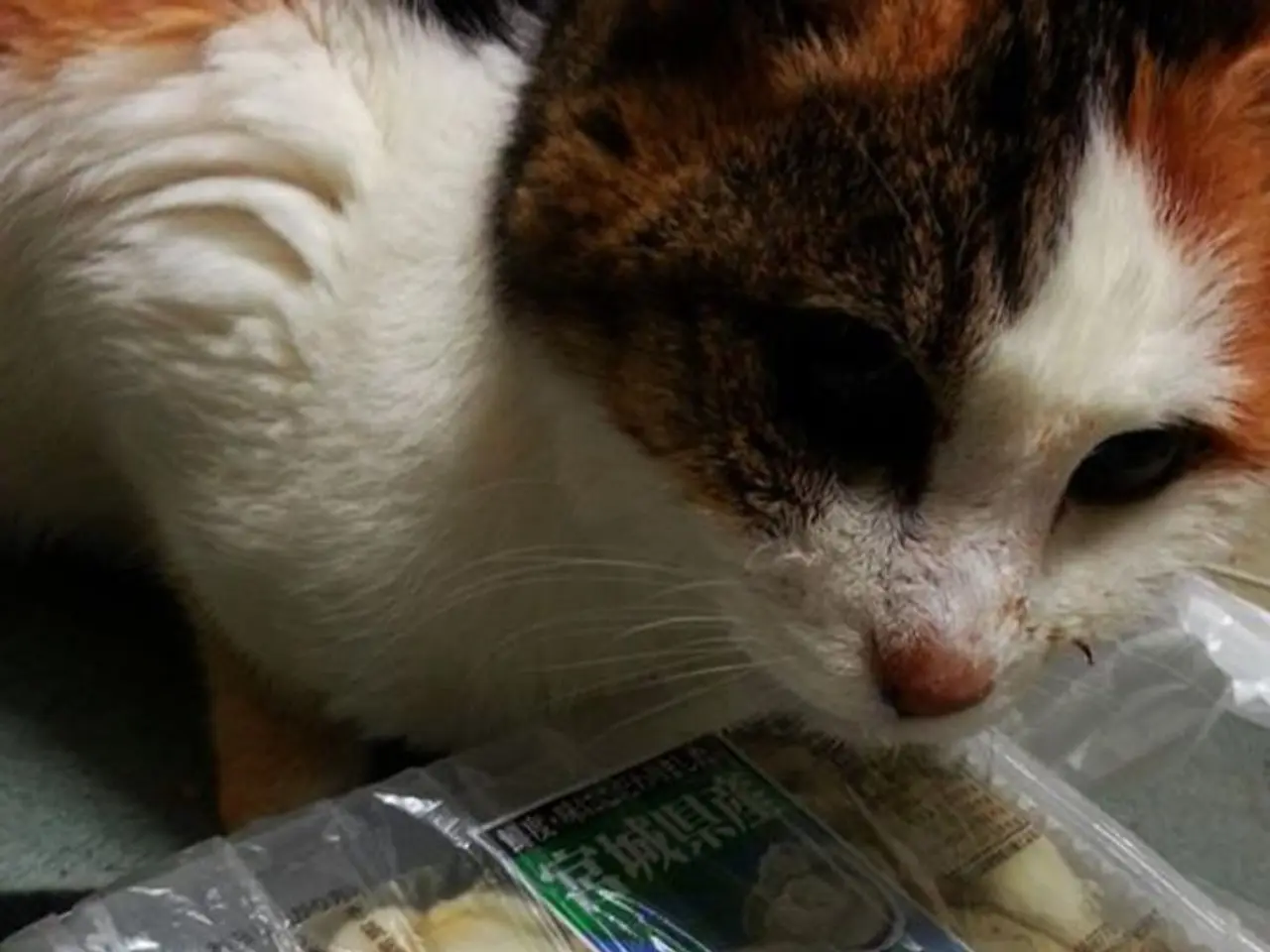 Cat food disputes no more? Experimenting with a microchip feeder that puts an end to the issue (and...