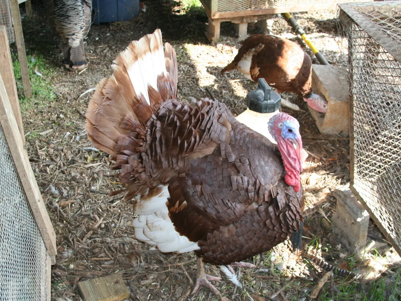 Chicken Licken wasn't just a children's tale about a chicken fearing the sky was falling; it offers...