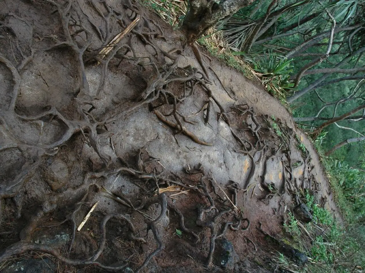 Cultivating the Future's Canopy: The Significance of Technique in Tree Care