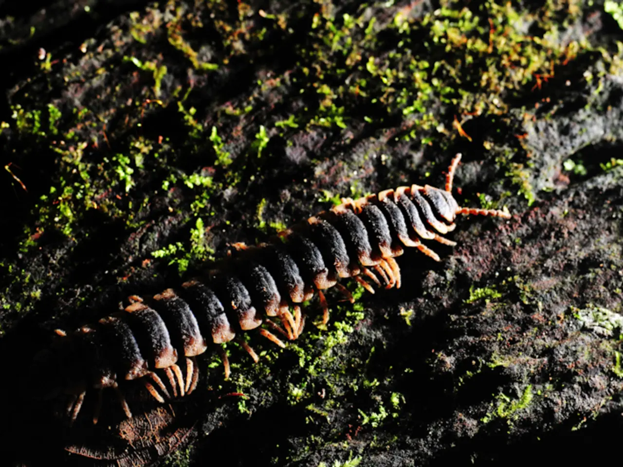 Comparing Centipedes and Millipedes: Identifying Distinct Features of Multi-legged Arthropods