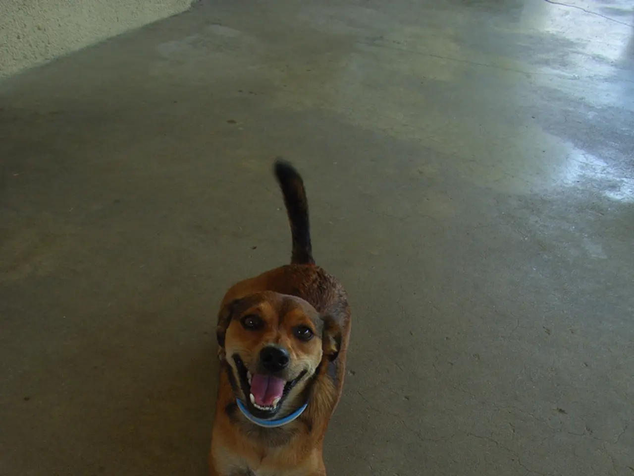 Thirty-two factors contributing to the popularity of working dogs for firearms