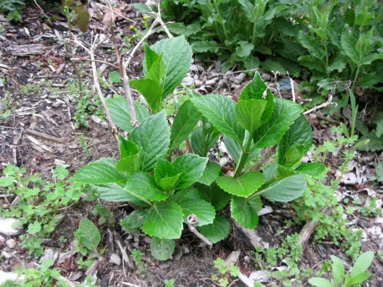 Cultivate a Continuous Herb Garden for $60 Throughout the Year