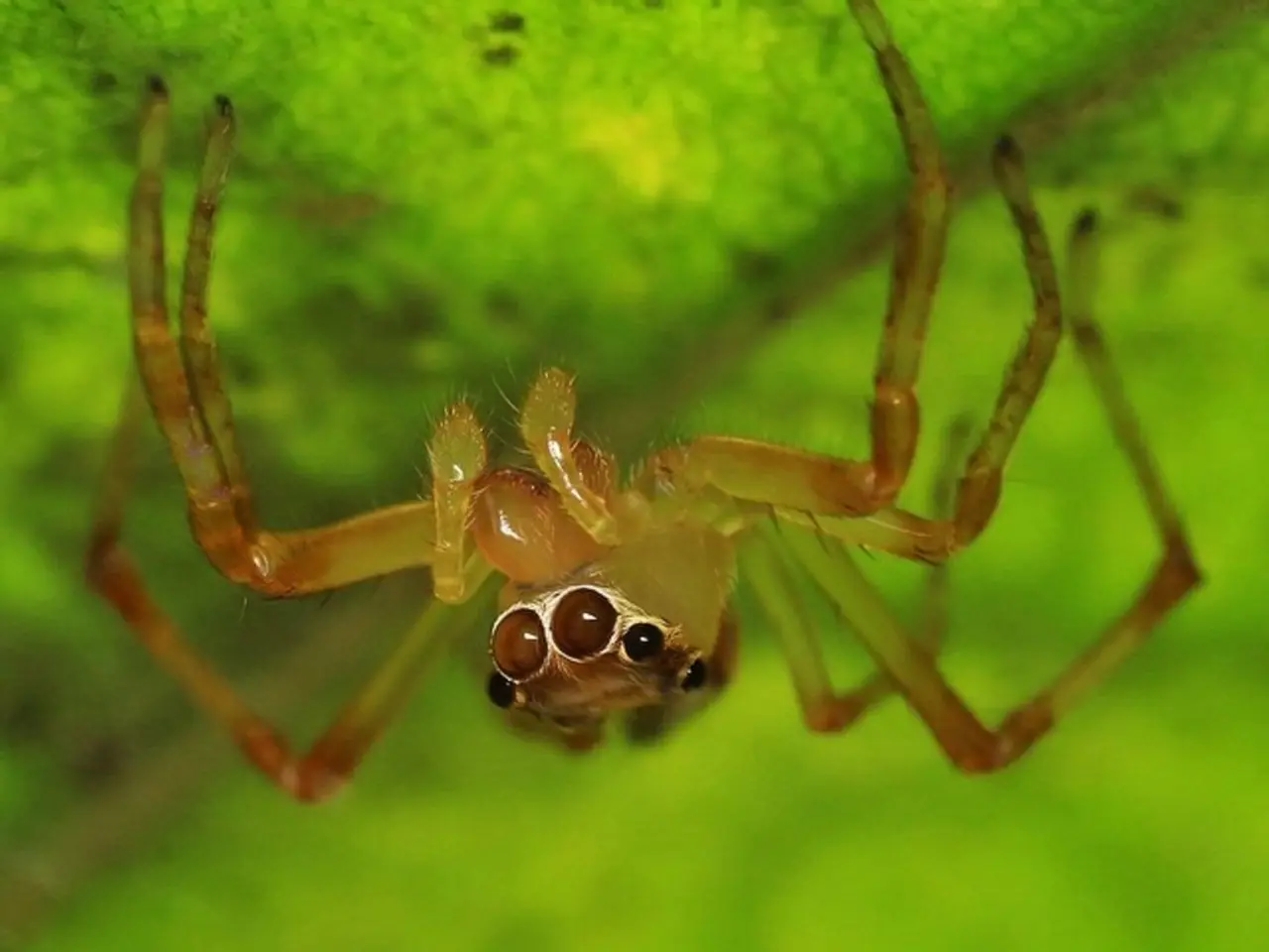 In this image there is a spider on the object which is green in colour.