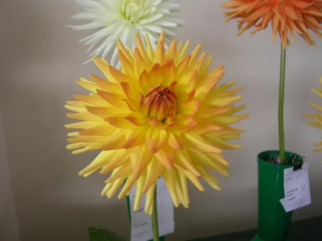 Herbs and Tomato in Calendula Pot Arrangement