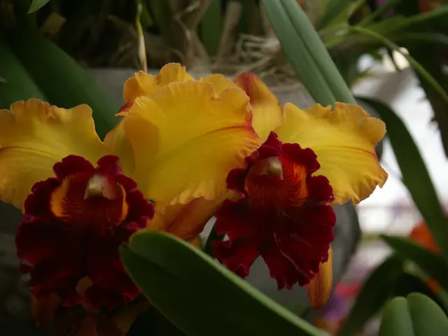 Top Shade-Loving Blossoms to Enhance Your Garden's aesthetics