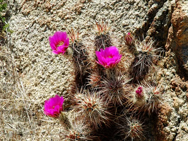 Top-Ranked Perennials for Stunning Rock Garden Displays