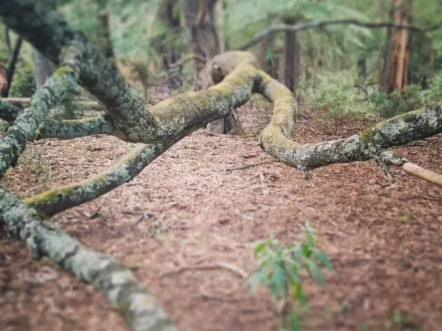 Selecting Premium Raised Bed Soils and Filling Methods: Expert Tips