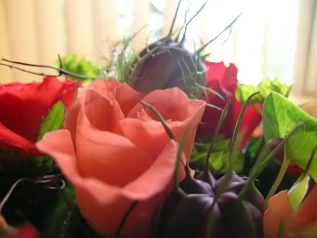 Optimal Time for Fertilizing Peach Trees for Promoting Growth and Yield