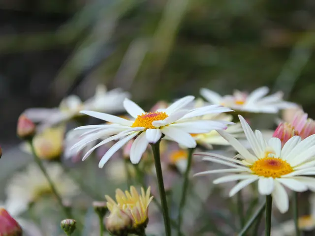 Pruning Hyacinth for Vigorous Flowering: A Step-by-Step Guide