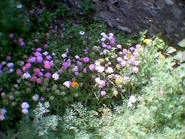 Top 7 Blooming Annual Flowers Excellent for Flower Arrangements in Your Home Garden