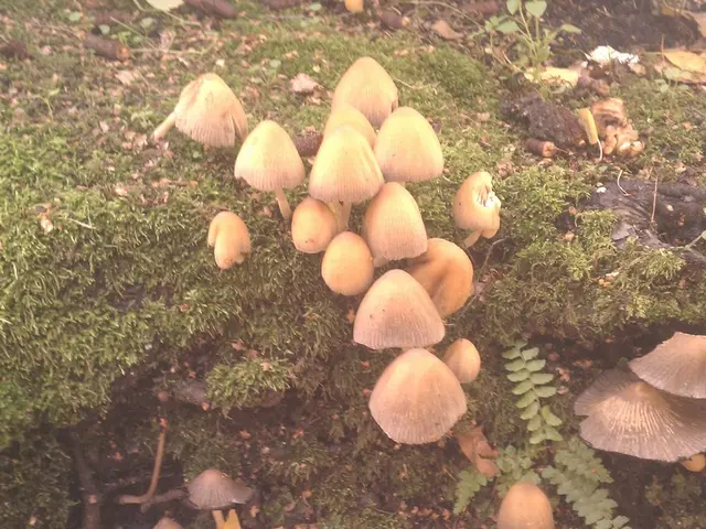 Location query: Mouse concealed amidst the fungi-filled woodland - where's that little rodent at?
