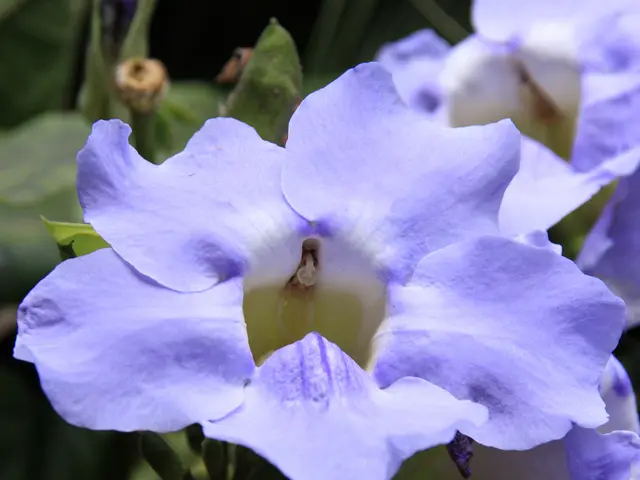 Geraniums Favor Specific Soil Conditions for Optimal Growth