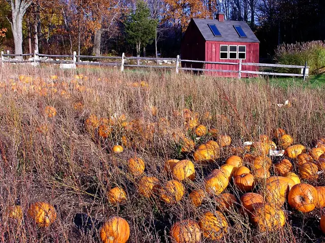 Cultivating Giant Pumpkins and Squash: Tips and Tricks for Successful Harvest