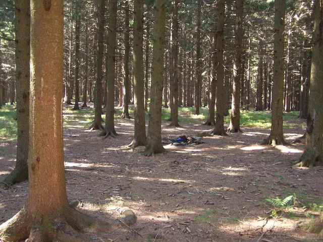 Enhancing Bonsai Trunk Girth: Strategies for Trunk Growth Enhancement