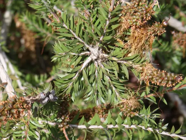 Quick Picks: Top 8 Fruit Trees to Plant as Bare Roots in Autumn - For Swiftest, Most Delicious...