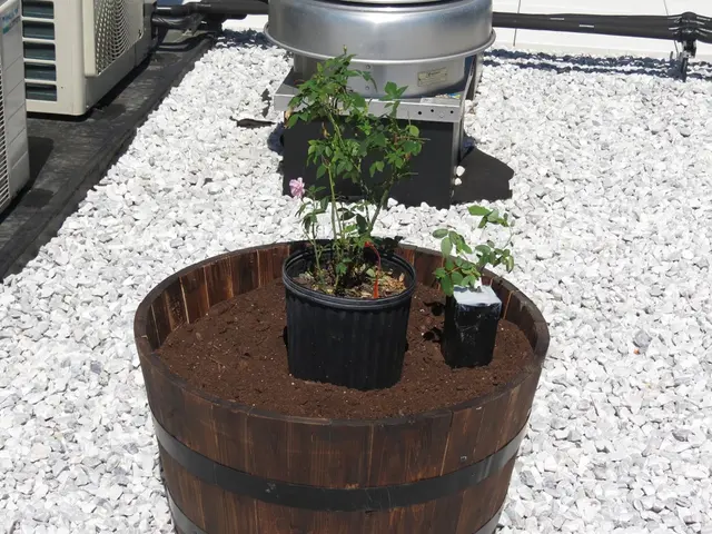 Comparing Terrariums, Vivariums, and Other "Ariums": Their Key Differences