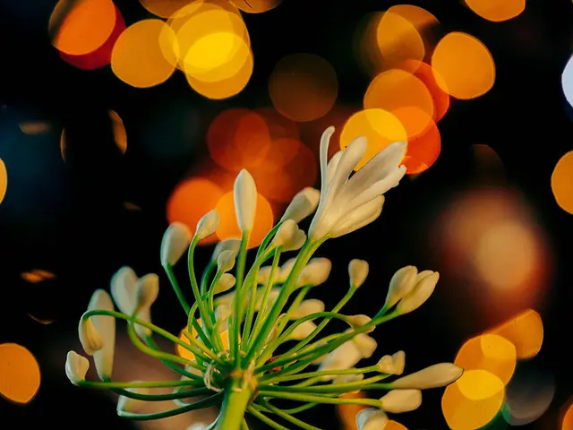 Leipzig experiences rare bloom of Queen of the Night flower