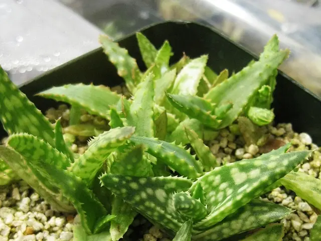 Hardy Succulents Perennially Thriving in the UK Outdoors, Year-Round