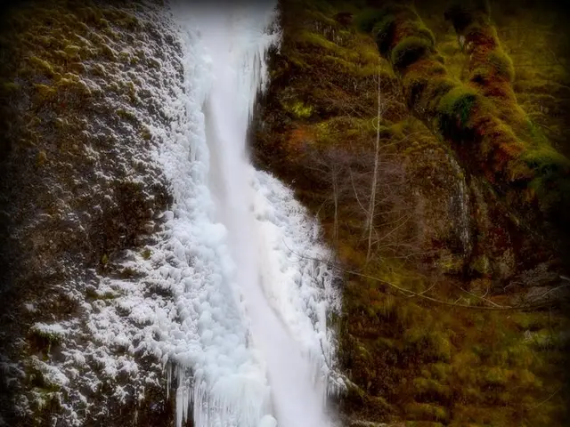 Purchasing snowdrops 'while they're still green' and planting techniques explained.