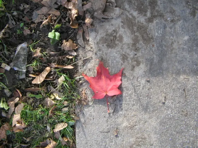 Transforming Your Yard: Creative Hardscaping Ideas and Suitable Materials for Your Garden and...