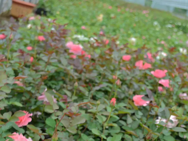 Blooming Wonders in Egoli: Ludwig's Rose Garden