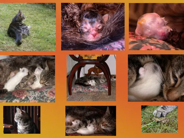 Which Breed Claims Top Spot in Crufts' Illustrious History?, Today's Trivia Question, March 24,...