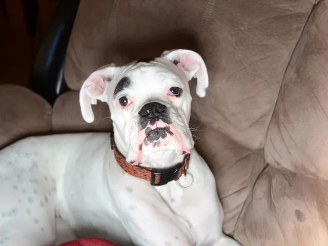 Strategies for Removing Canine Pee Stains from Suede Materials