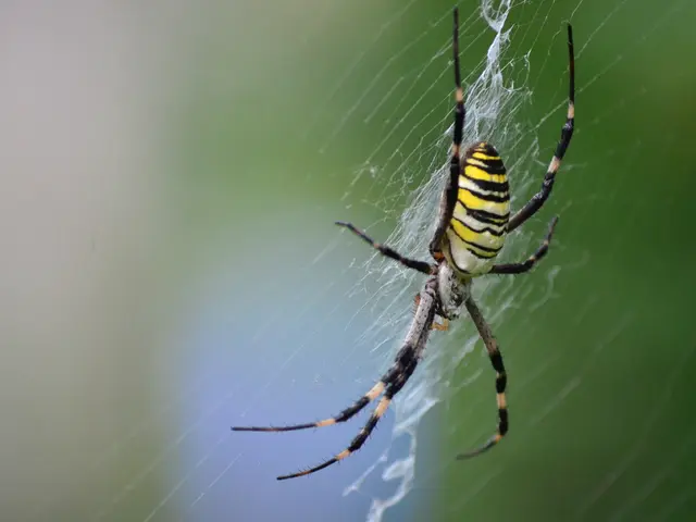 Intrusive arachnid invades residences through outdoor spaces