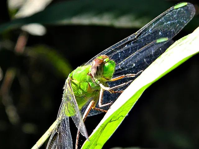 Twelve crucial advantages of utilizing essential oil diffusers that every individual ought to be...