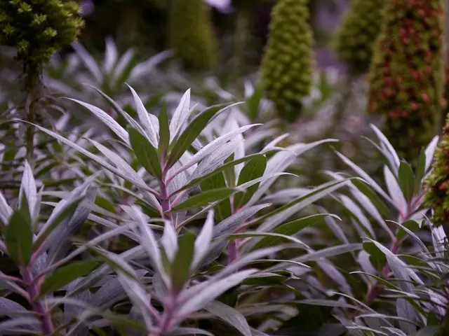 Gardening novices, discover the 10 easiest indoor plants for minimal care: