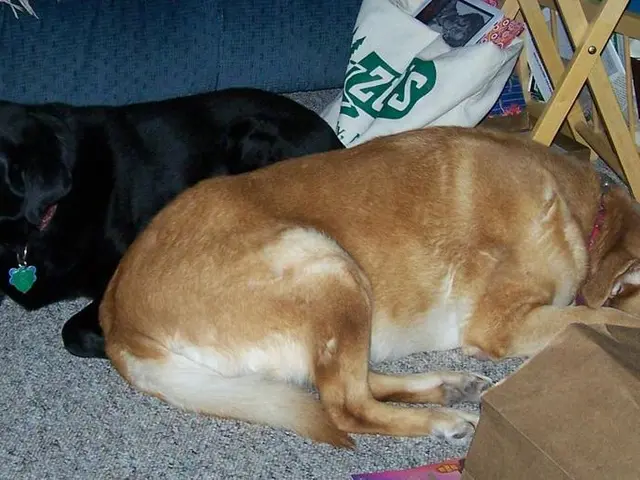 Eliminating Dog Urine from Blankets: Practical Cleaning Strategies