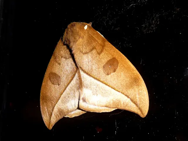 "Exceptional purchasing decision: The £11 fly screen impressively deters flies from entering homes,...