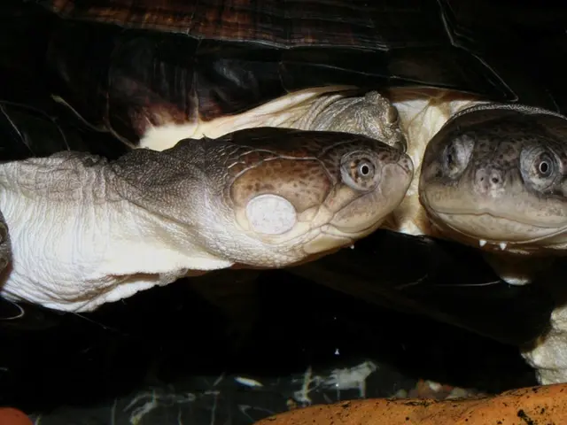 Fascinating Facts about Australia's Spiky Egg-laying Mammals: Echidnas