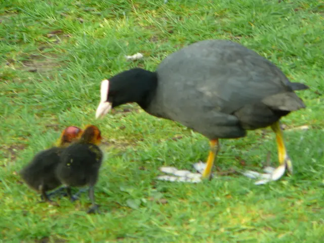 Observing the Top 10 Avian Species Indigenous to Britain in Your Homeyard During the Big Garden...