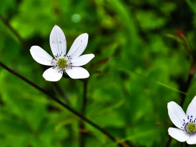 Fast-Spreading Perennials That Maintain Orderliness in Your Garden