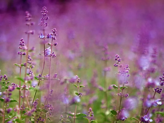 Comparing Russian Sage and Lavender: Which One Offers More Colors or Scents?