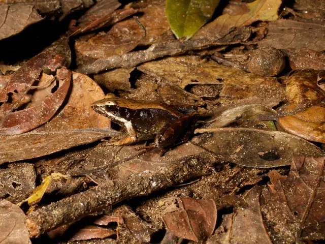 "Expert advice on whether to cut back alliums during garden upkeep"