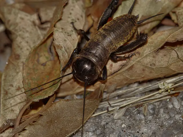 Soil Pests in Greenery: Uncovering The Mystery