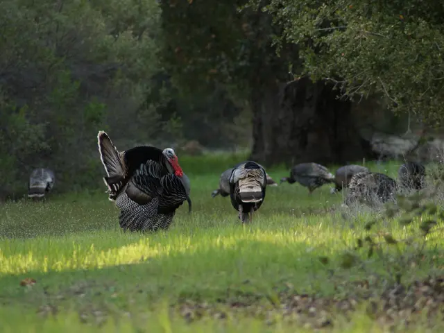 Turkish municipality of Mamusa, Kosovo, receives agricultural backing from TIKA