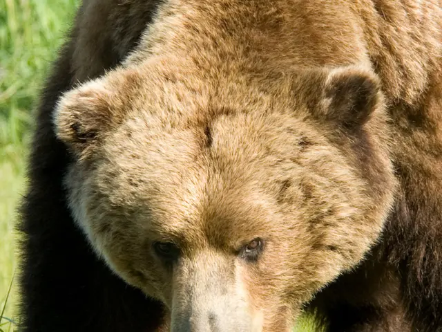 Gaia, the wild bear, needs relocation to the designated bear enclosure.