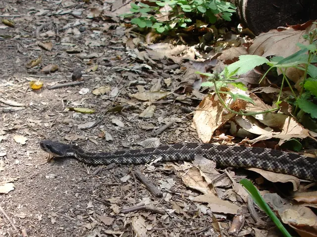 Easy Indoor Flora Options for Time-Strapped Individuals