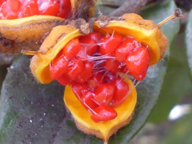 Guidelines for Maximizing Cherry Tomato Plant Productivity through Trimming Techniques