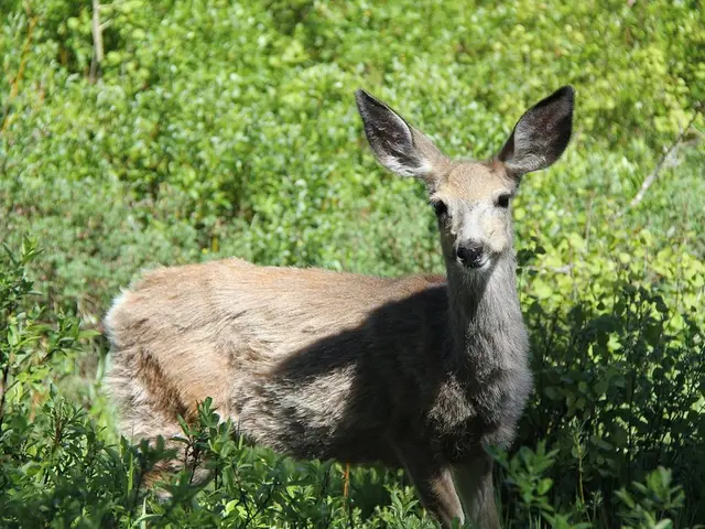 Garden Ruined by Deer? Discover a Non-Toxic Spray Secure for Flora and Fauna Instead